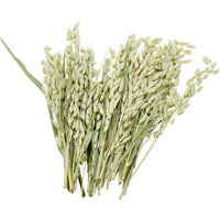 Tropical Carnival Natural Oat Spray Foraging Treat 1.5 oz.- F.M. Browns