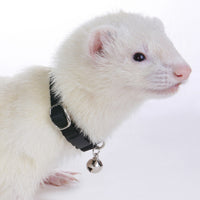 Ferret Bell Collar Black - Marshall Pet Products