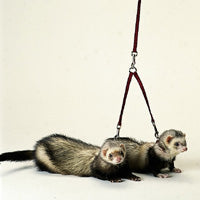 Ferret Tandem Coupler Hunter Green - Marshall Pet Products