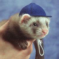 Baseball Cap - Marshall Ferret Fashions Headwear
