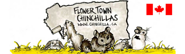 Flower Town Chinchillas
