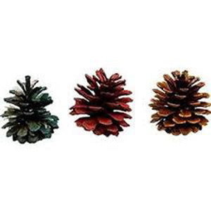 Natural Pinecone Wilderness Chews Large 3 piece from Carnival Crops - Ware