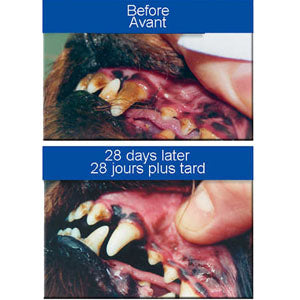 Leba III Dental Cleaning Product - 1 oz. - 29.6 ml