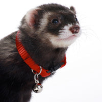 Ferret Bell Collar Red - Marshall Pet Products