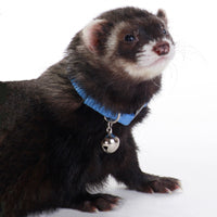 Ferret Bell Collar Royal Blue - Marshall Pet Products
