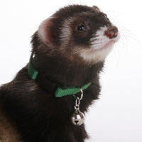 Ferret Bell Collar Hunter Green - Marshall Pet Products