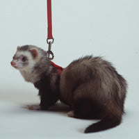 Ferret Harness and Lead Set Red - Marshall Pet Products