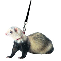 Ferret Harness and Lead Set Black - Marshall Pet Products