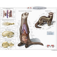 Ferret Anatomy Poster - Glossy (Marshall Pet)