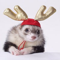 Holiday Antlers - Marshall Ferret Christmas Fashions